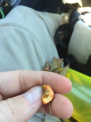 Crataegus chrysocarpa phoeniceoides