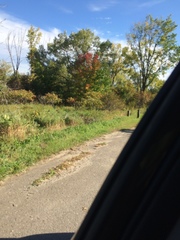 Crataegus chrysocarpa phoeniceoides