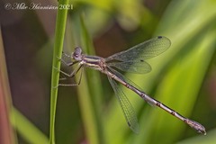 Lestes forcipatus