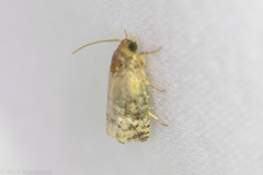 Ecdytolopha mana