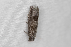 Pelochrista costastriata