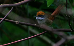 Synallaxis ruficapilla