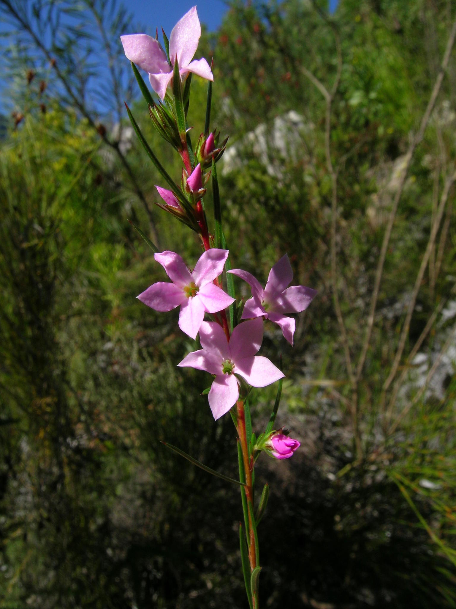 Pink Confetti Bush (Coleonema pulchrum)