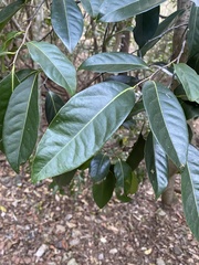 Diospyros fasciculosa