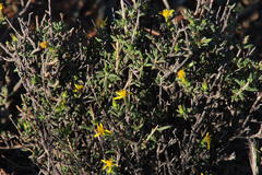 Senecio acutifolius