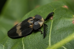 Lamprocerini