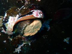 Turbo sarmaticus