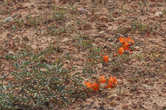 Sphaeralcea grossulariifolia