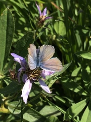 Plebejus anna