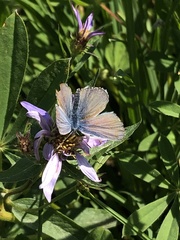 Plebejus anna