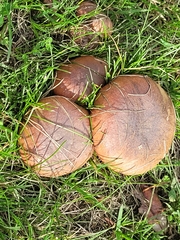 Suillus luteus