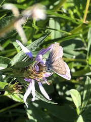 Plebejus anna