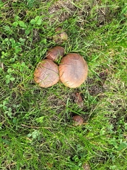 Suillus luteus