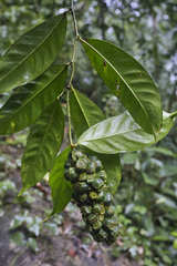 Heteropsis oblongifolia