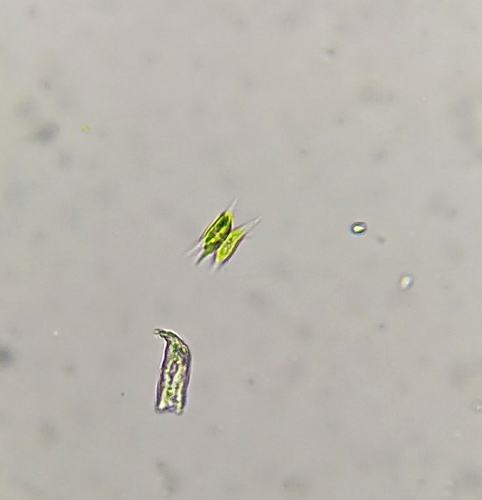 Tetradesmus wisconsinensis