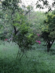 Bauhinia × blakeana
