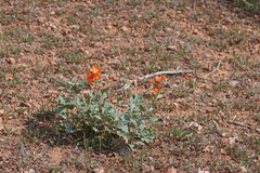 Sphaeralcea parvifolia