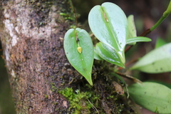 Pleurothallis baudoensis
