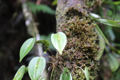 Pleurothallis baudoensis
