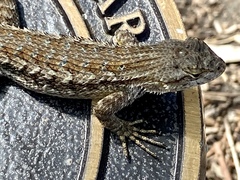 Sceloporus occidentalis