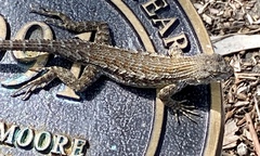 Sceloporus occidentalis