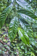 Heteropsis oblongifolia