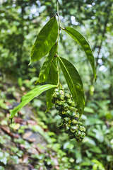 Heteropsis oblongifolia