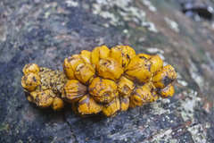Heteropsis oblongifolia