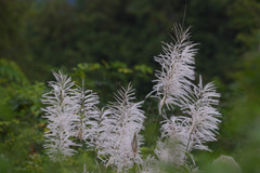 Saccharum spontaneum