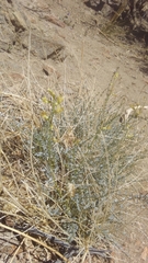 Astragalus tricarinatus