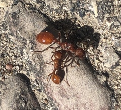 Manica
