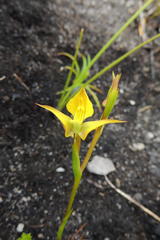 Disa tenuifolia