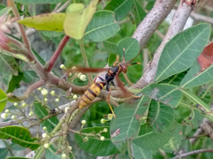 Polistes cavapytiformis