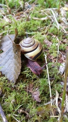 Monadenia infumata callidina