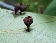 Phylloxera caryaegummosa