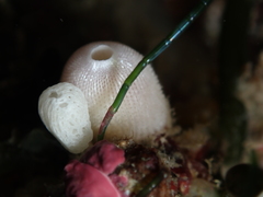 Calcarea