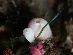 Calcarea