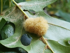 Callirhytis infuscata