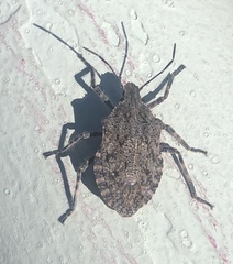 Brochymena affinis