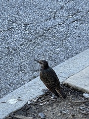 Sturnus vulgaris
