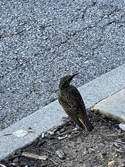 Sturnus vulgaris