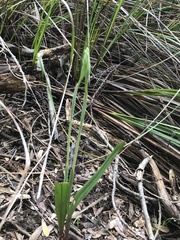 Calochilus robertsonii