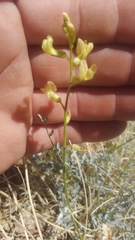 Astragalus tricarinatus