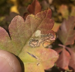 Stigmella prunifoliella