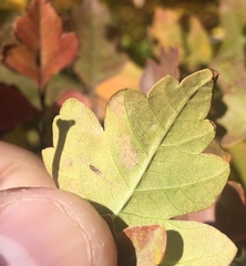 Stigmella prunifoliella