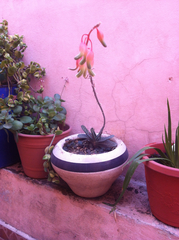 Gasteria obliqua