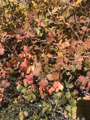 Stigmella prunifoliella