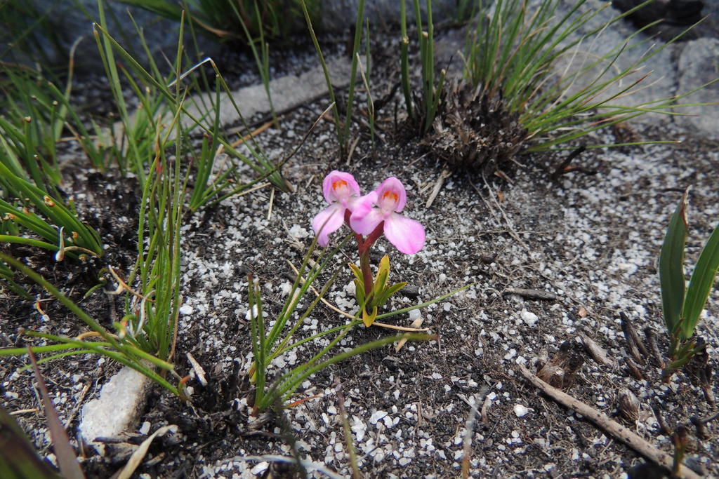 Disa vasselotii