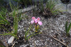 Disa vasselotii