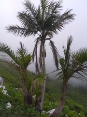 Calyptronoma rivalis